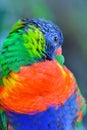 Portrait of colorful Scarlet Macaw parrot against jungle background Royalty Free Stock Photo