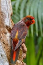 Portrait of colorful Scarlet Macaw parrot against jungle background Royalty Free Stock Photo