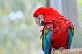 Portrait of colorful Scarlet Macaw parrot against jungle background Royalty Free Stock Photo