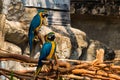 Portrait of colorful Scarlet Macaw parrot against jungle background Royalty Free Stock Photo