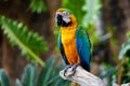 Portrait of colorful Scarlet Macaw parrot against jungle background Royalty Free Stock Photo