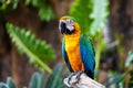 Portrait of colorful Scarlet Macaw parrot against jungle background Royalty Free Stock Photo