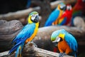 Portrait of colorful scarlet macaw parrot Royalty Free Stock Photo