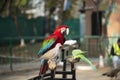 Portrait of colorful Scarlet Macaw parrot with green parrot and dove in zoo eating nuts Royalty Free Stock Photo