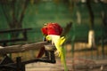 Portrait of colorful Scarlet Macaw parrot with green parrot in zoo eating nuts Royalty Free Stock Photo