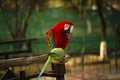 Portrait of colorful Scarlet Macaw parrot with green parrot in zoo eating nuts Royalty Free Stock Photo