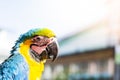 Portrait of colorful Scarlet Macaw parrot looking to photographer in blurred background. Royalty Free Stock Photo