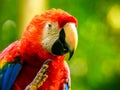 Portrait of colorful Scarlet Macaw parrot Royalty Free Stock Photo