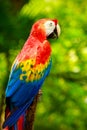 Portrait of colorful Scarlet Macaw parrot Royalty Free Stock Photo