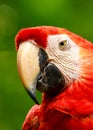 Portrait of colorful Scarlet Macaw parrot