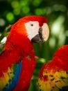 Portrait of colorful Scarlet Macaw parrots