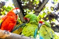 Portrait of colorful Scarlet Macaw parrots(Ara Macao) against jungle background, Guadalajara, Mexico Royalty Free Stock Photo