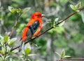 Portrait of colorful Scarlet Tanager Piranga olivacea.