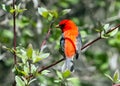 Portrait of colorful Scarlet Tanager Piranga olivacea. Royalty Free Stock Photo