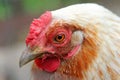 Portrait of colorful white chicken Royalty Free Stock Photo