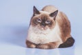 ÃÂ¡olorpoint British Shorthair cat