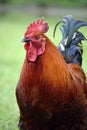 Portrait of a colourful rooster