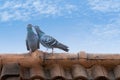 Portrait, Columba livia or Two rock pigeons birds in love privately kissing happy on the roof of the house their natural on a Royalty Free Stock Photo