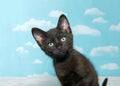 Portrait of a comical black kitten looking sideways into scene Royalty Free Stock Photo