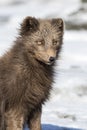 Portrait of a Commande's blue arctic fox on the background of th Royalty Free Stock Photo