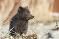 Portrait Commanders blue arctic fox looking in the side sunny