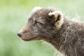 Portrait of a Commanders blue arctic fox in