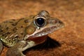 Portrait of a common or Angola river frog in natural habitat, South Africa