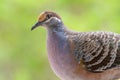 Portrait of a Common Bronzewing