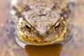 Portrait of common brown toad in water Royalty Free Stock Photo