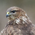 A portrait of a buzzard Royalty Free Stock Photo