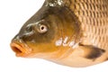 Portrait of Common carp