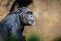 Chimpanzee Royalty Free Stock Photo