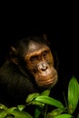 Portrait of a common Chimpanzee  Pan troglodytes schweinfurtii, Kibale Forest National Park, Rwenzori Mountains, Uganda. Royalty Free Stock Photo