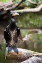 Portrait of a common cormorant,