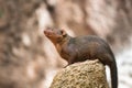 Portrait of a common dwarf mongoose stood on a rock and looking up