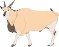 Portrait of a common eland antelope, standing
