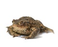 Portrait of a common European toad isolated on white studio background. One brown frog with bumpy black spots. A wet