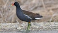 Common Gallinule Gallinula galeata Royalty Free Stock Photo