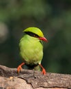 Portrait of a Common Green Magpie Royalty Free Stock Photo