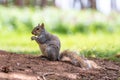 A portrait of a common grey squirrel eating