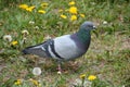 Portrait of a common grey urban pigeon in the picturesque green meadow Royalty Free Stock Photo