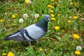 Portrait of a common grey urban pigeon in the picturesque green meadow Royalty Free Stock Photo