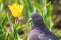 Portrait of a common grey urban pigeon in the picturesque green meadow with yellow tulips Royalty Free Stock Photo