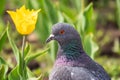 Portrait of a common grey urban pigeon in the picturesque green meadow with yellow tulips Royalty Free Stock Photo