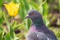 Portrait of a common grey urban pigeon in the picturesque green meadow with yellow tulips Royalty Free Stock Photo