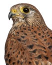 Portrait of Common Kestrel