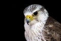 Portrait of a common kestrel Royalty Free Stock Photo
