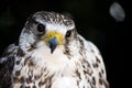Portrait of a common kestrel Royalty Free Stock Photo