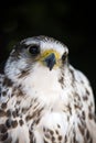 Portrait of a common kestrel Royalty Free Stock Photo