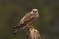 Portrait of Common Kestrel, Falco tinnunculus, on blurred dark green background. Bird of prey perched on old rotten trunk. Royalty Free Stock Photo